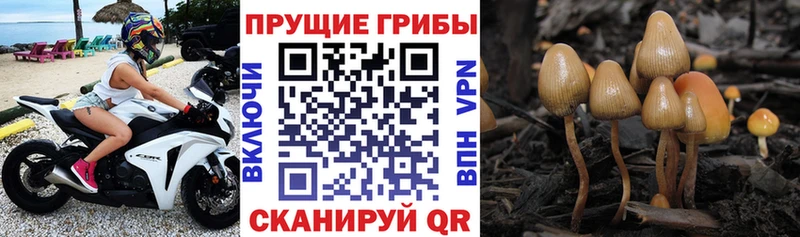 Псилоцибиновые грибы Psilocybe маркетплейс Telegram Пионерский